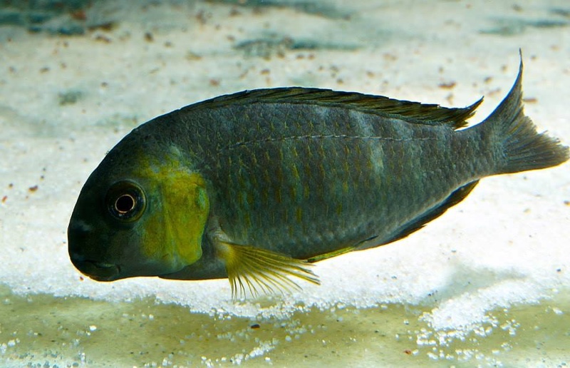 Tropheus sp. 'lukuga' Kabimba
